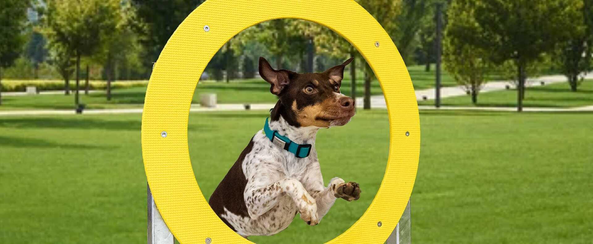 Agility - Loc de joaca pentru caini